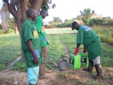 Urine application in agriculture as seen in Burkina Faso. Source: GTZ ecosan (2008)